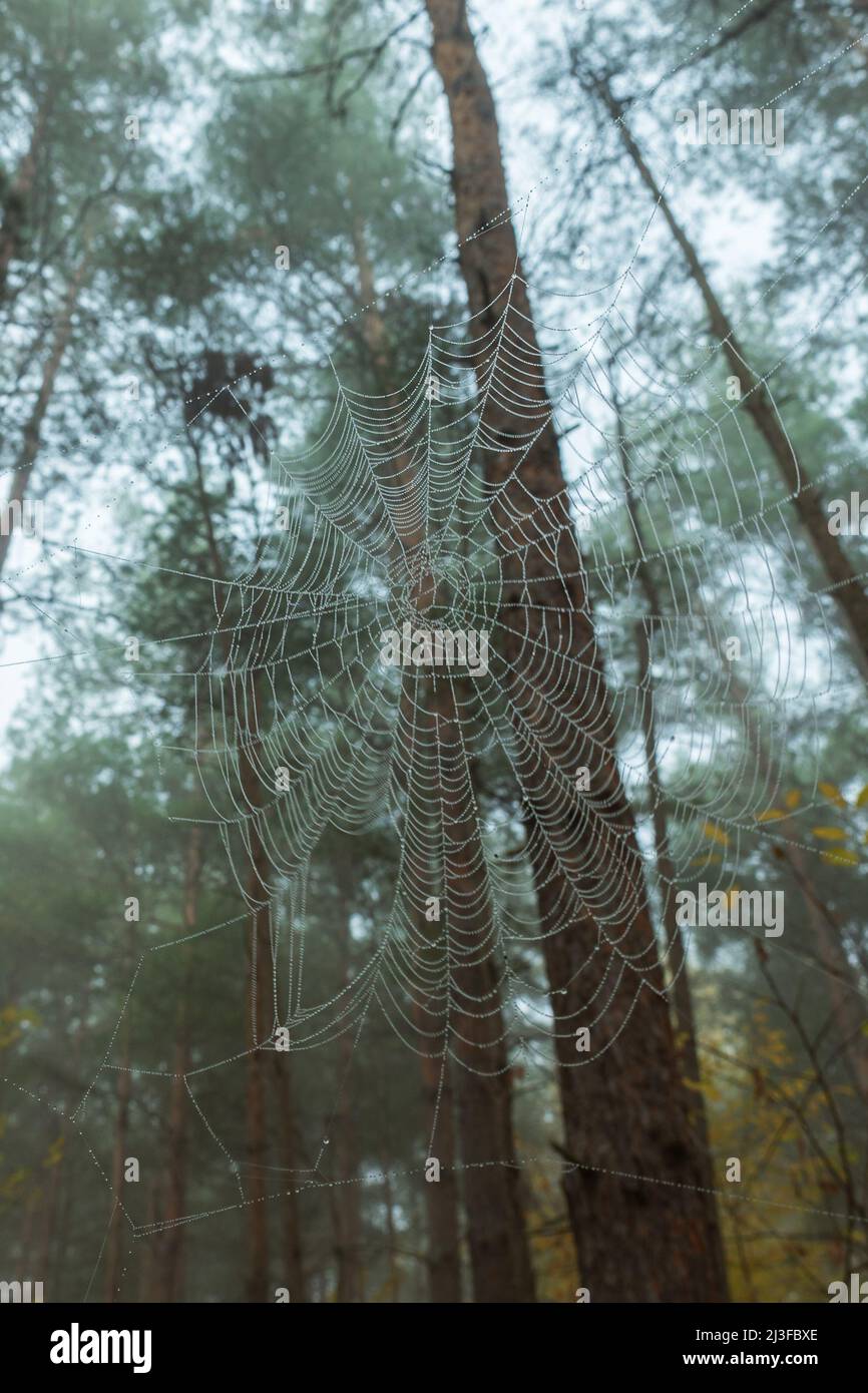 Spider web with water droplets on the background of blurred trunks and pine crowns. A spider web in the morning foggy coniferous forest Stock Photo