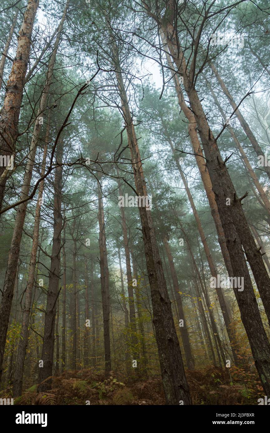 The pine forest on a foggy morning. The smooth trunks of pine trees with a green crown on top in the fog. A beautiful autumn landscape Stock Photo