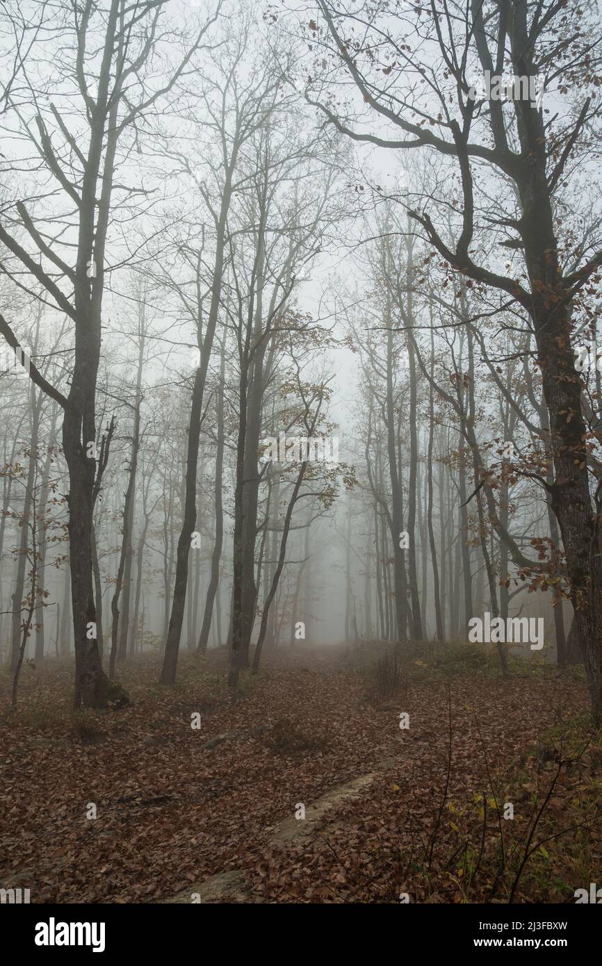 A forest in fog and haze. A spooky forest on a foggy day. A cold morning in a spooky forest with exposed tree branches Stock Photo