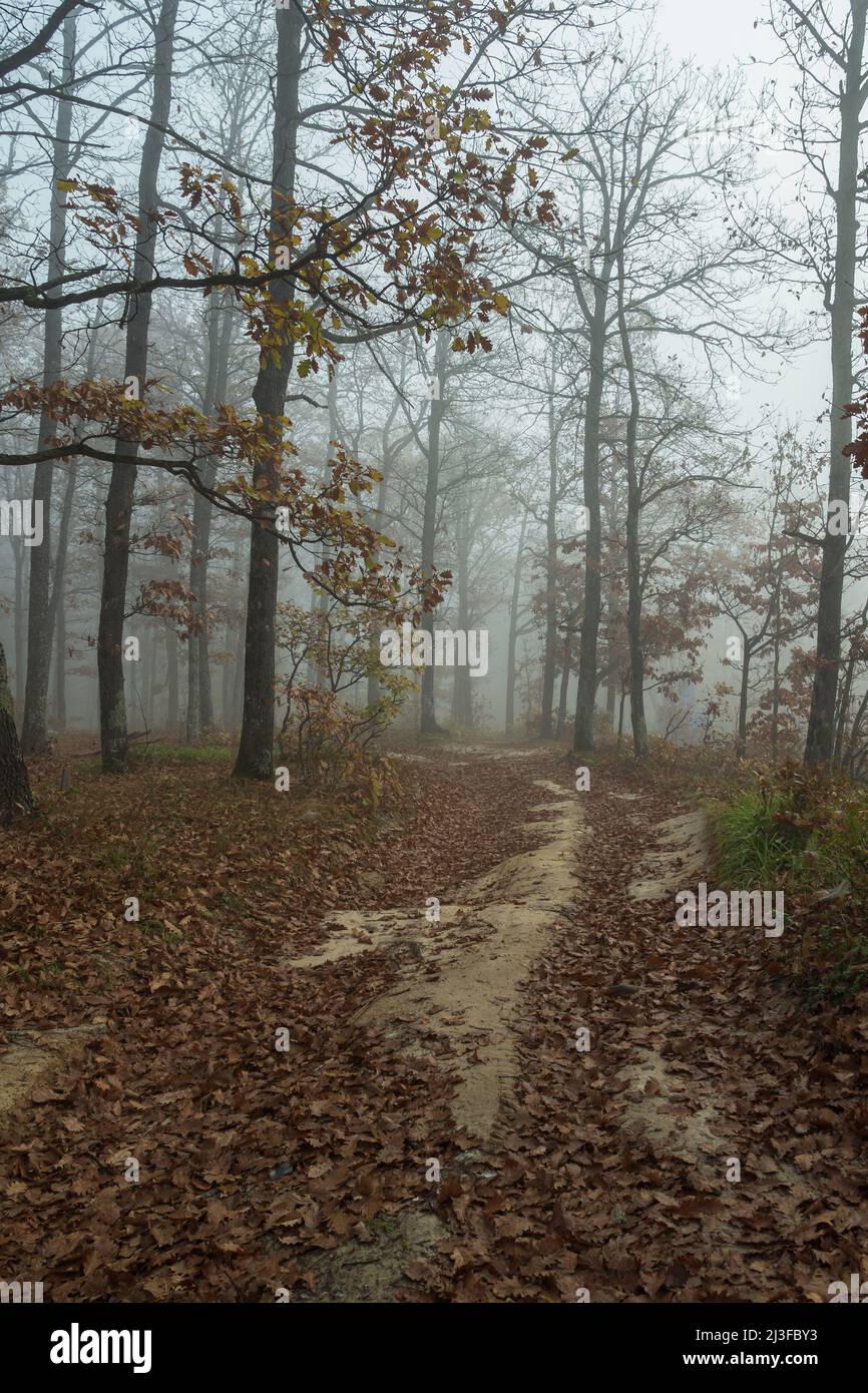 Foggy morning in an autumn forest. A road studded with fallen brown leaves stretches between trees with sparse foliage. A beautiful, mystical autumn l Stock Photo