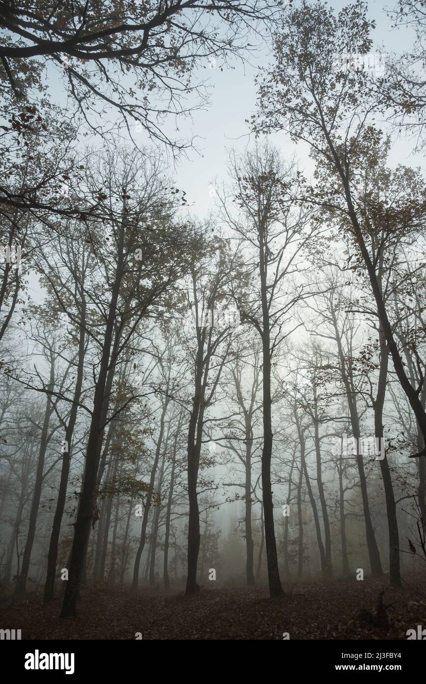 Cold foggy morning in the autumn forest. A spooky forest on a foggy day. Bare trees stand chaotically among the fallen brown leaves Stock Photo