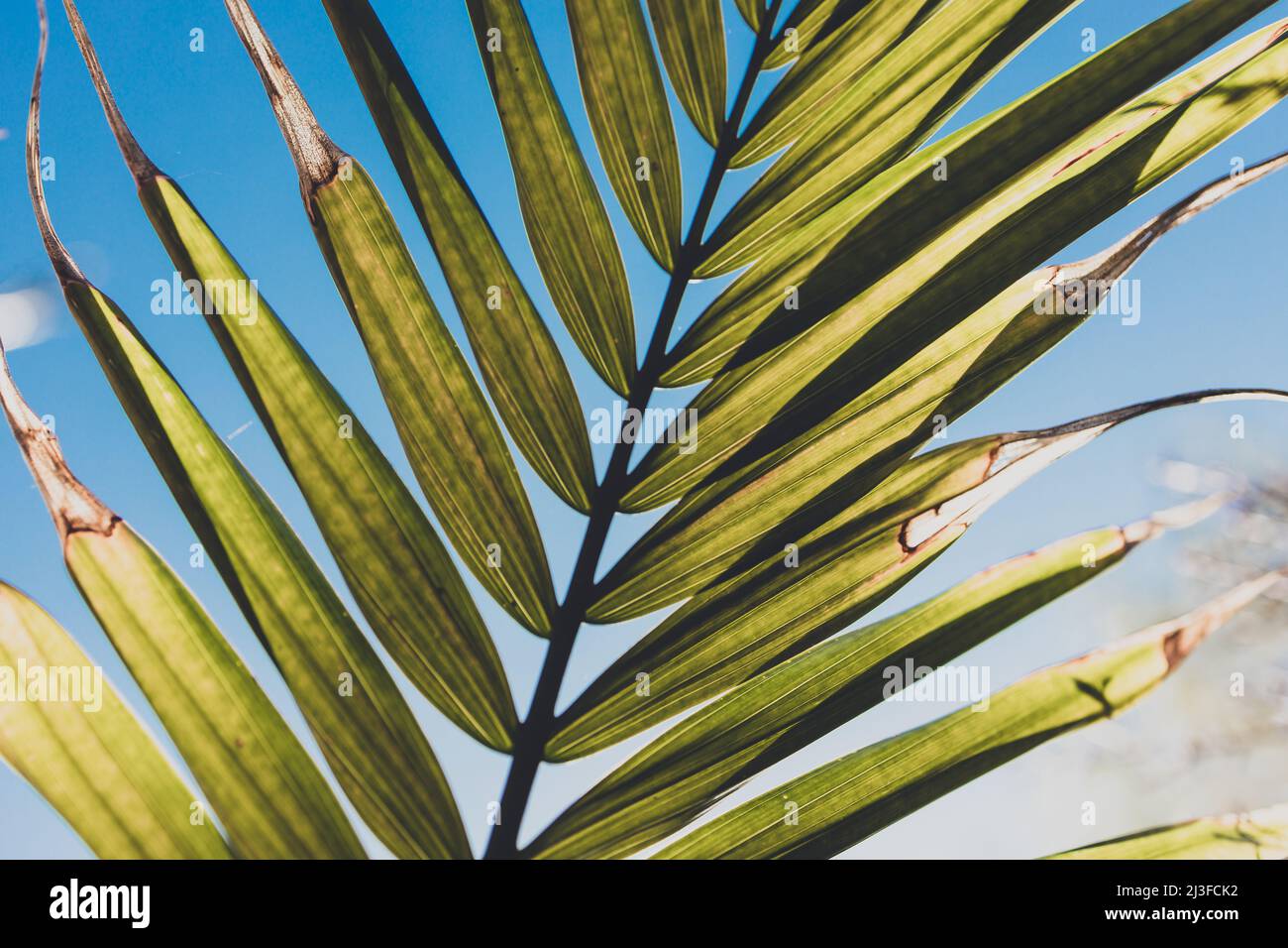 Majesty palm ravenea rivularis leaf hi-res stock photography and images ...