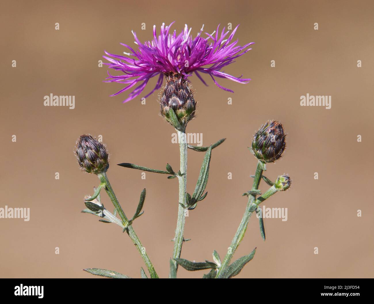 Spotted knapweed plant with flower and buds, Centaurea maculosa Stock Photo