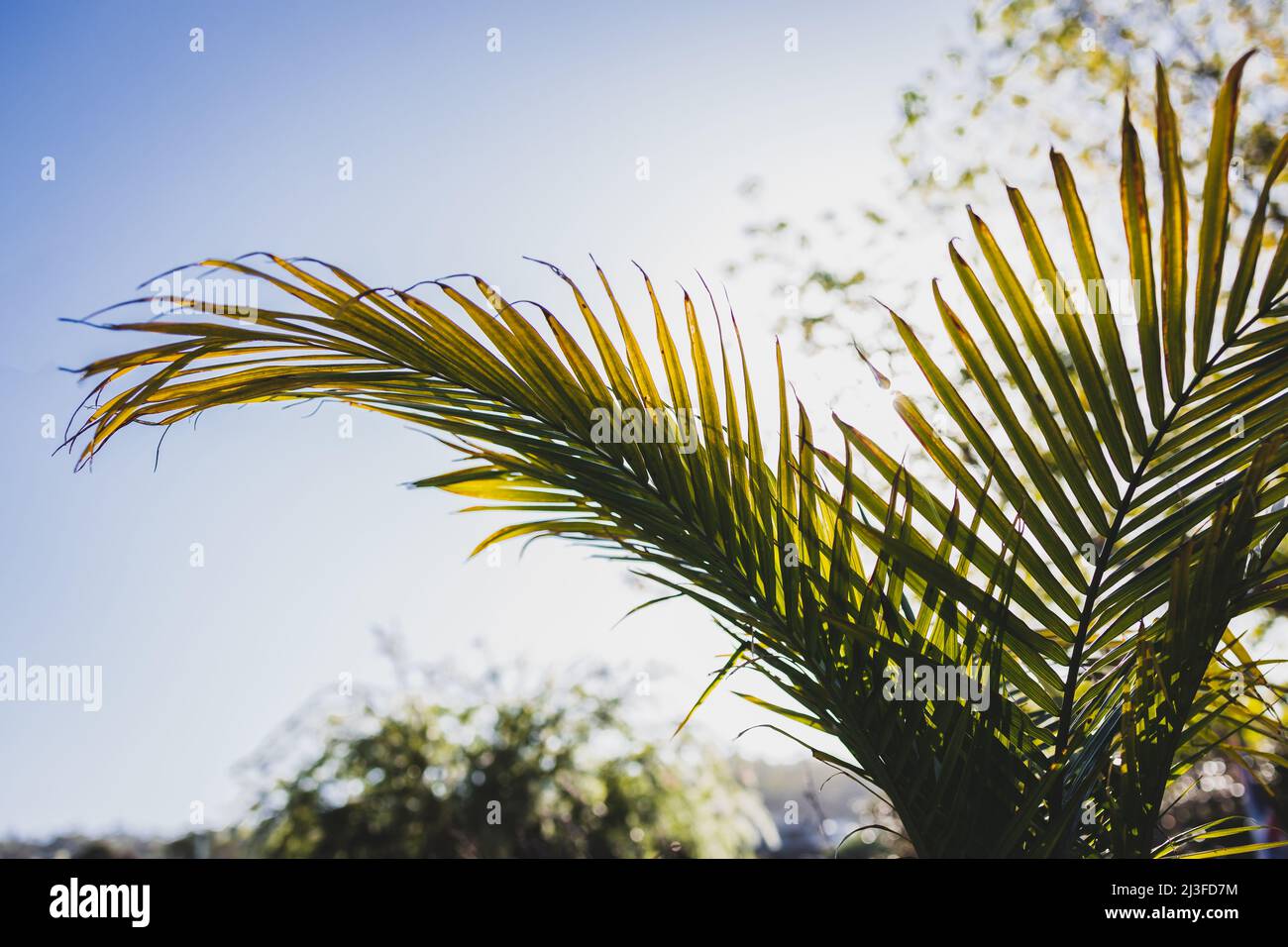 close-up of Majesty palm frond (Ravenea rivularis) glowing in the sunlight outdoor in sunny backyard shot at shallow depth of field Stock Photo