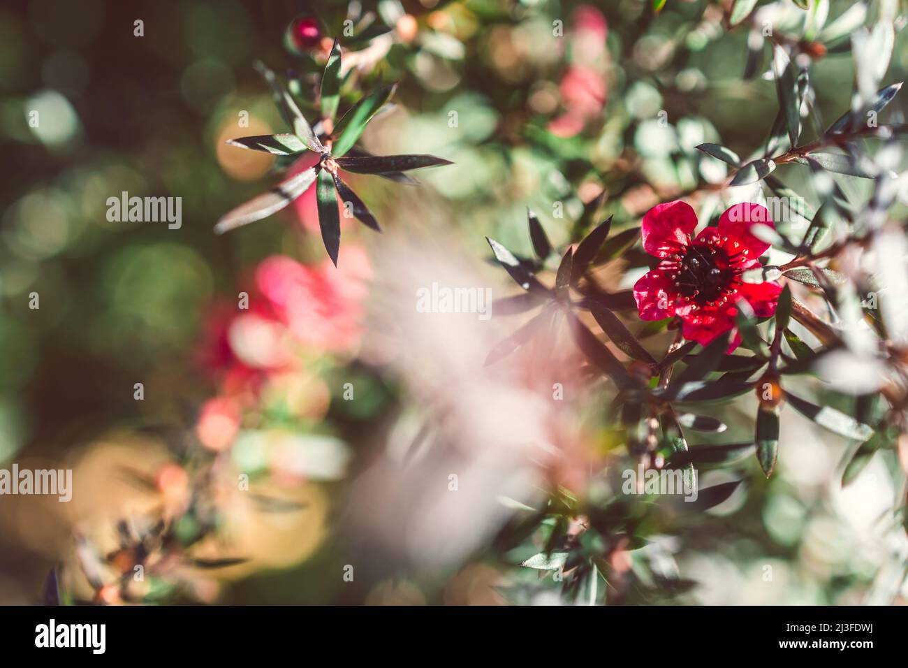 close-up New Zealand Tea Bush plant with dark leaves and red flowers shot at extremely shallow depth of field Stock Photo