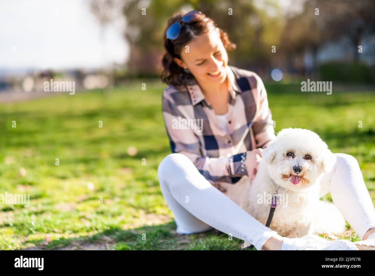 Happy woman is playing with her white bichon frise dog on sunny day in park. Stock Photo