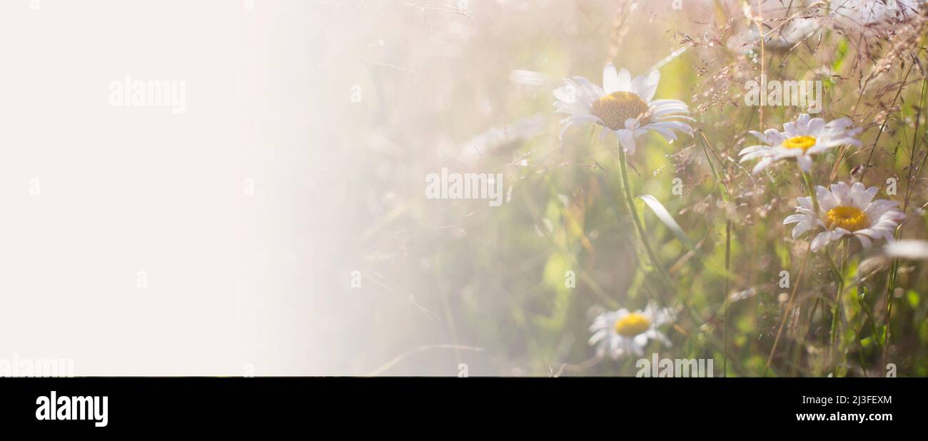 Blooming daisies in the sun on a blurry background of grass Stock Photo ...