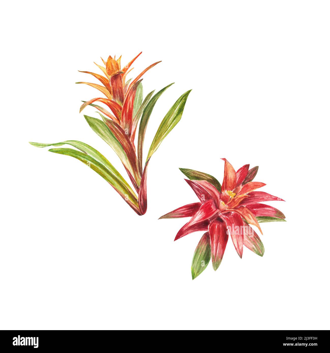 Tropical bromeliad plant with red and green leaves, hand-painted in watercolor. The illustration is highlighted on a white background. Spring or summe Stock Photo