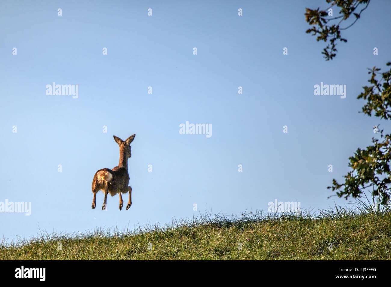 Deer, Nature, Animal, Wildlife, Switzerland, Mammal Stock Photo