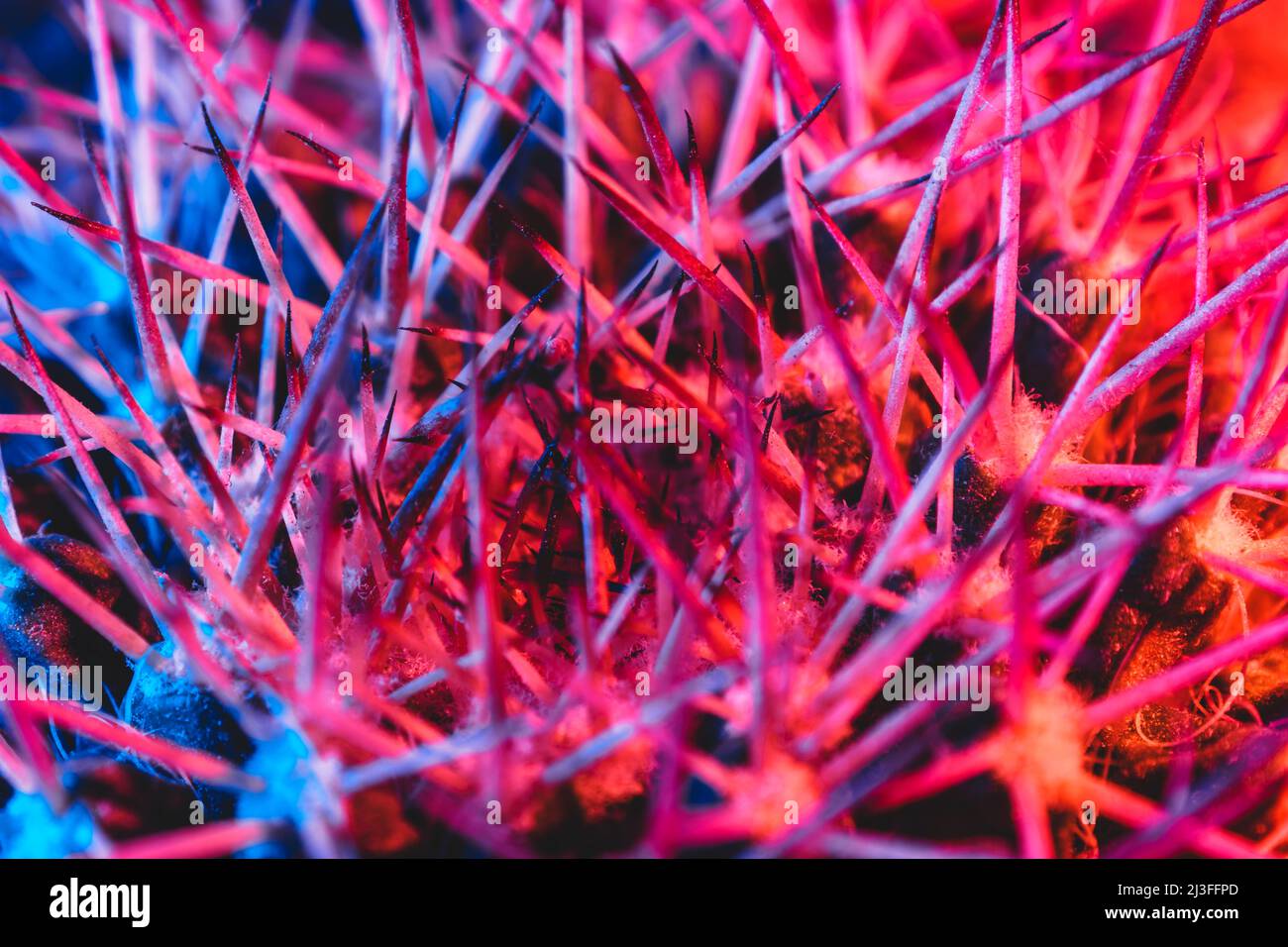 Macro catus needles in blue red light Stock Photo