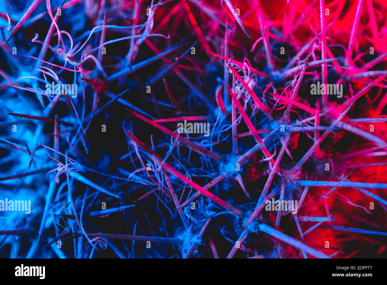 Macro catus needles in blue red light Stock Photo
