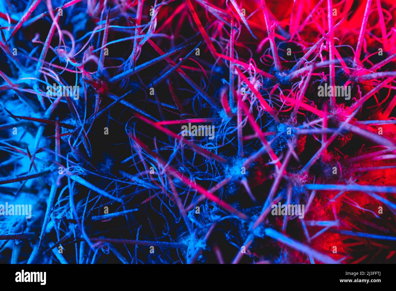 Macro catus needles in blue red light Stock Photo