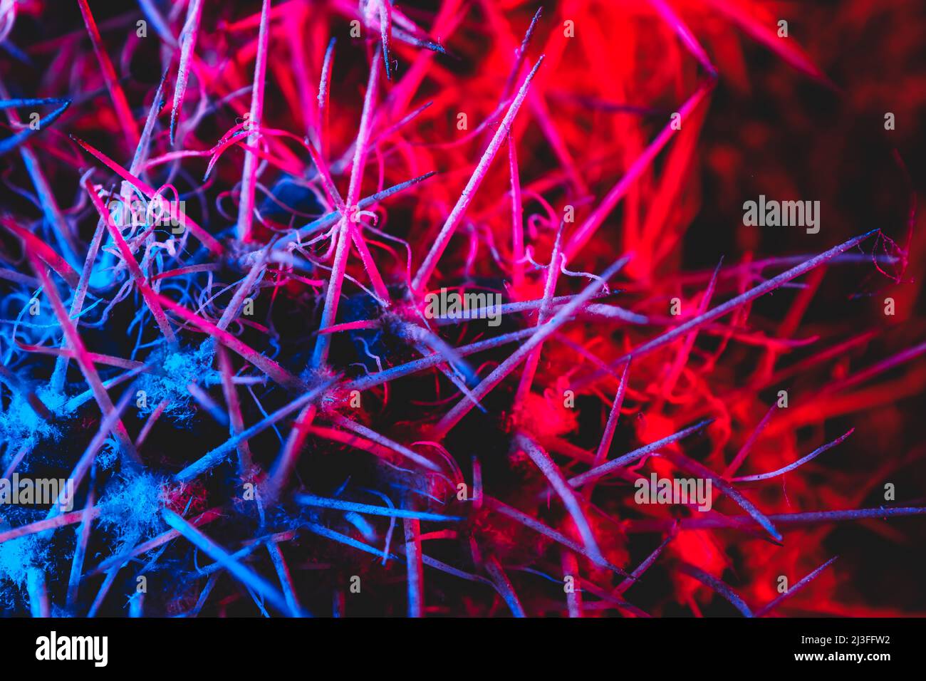Macro catus needles in blue red light Stock Photo
