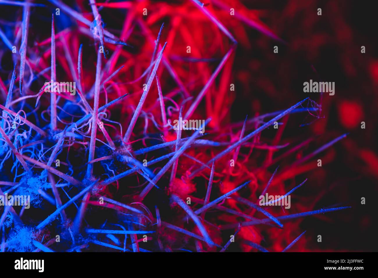Macro catus needles in blue red light Stock Photo