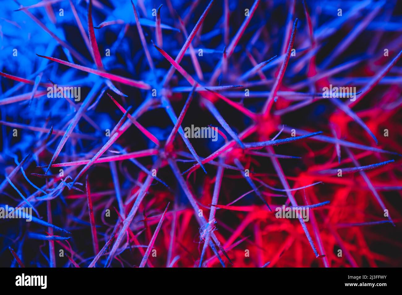 Macro catus needles in blue red light Stock Photo