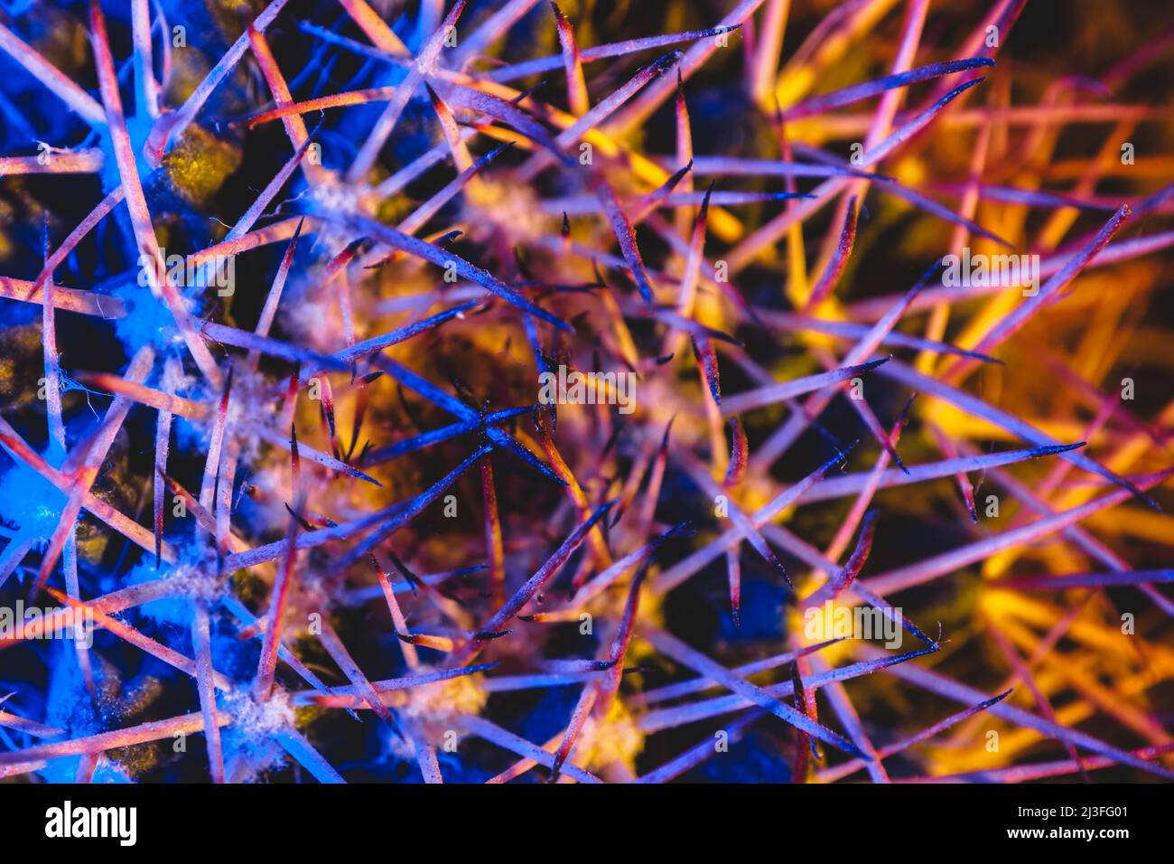 Macro catus needles in blue yellow light Stock Photo