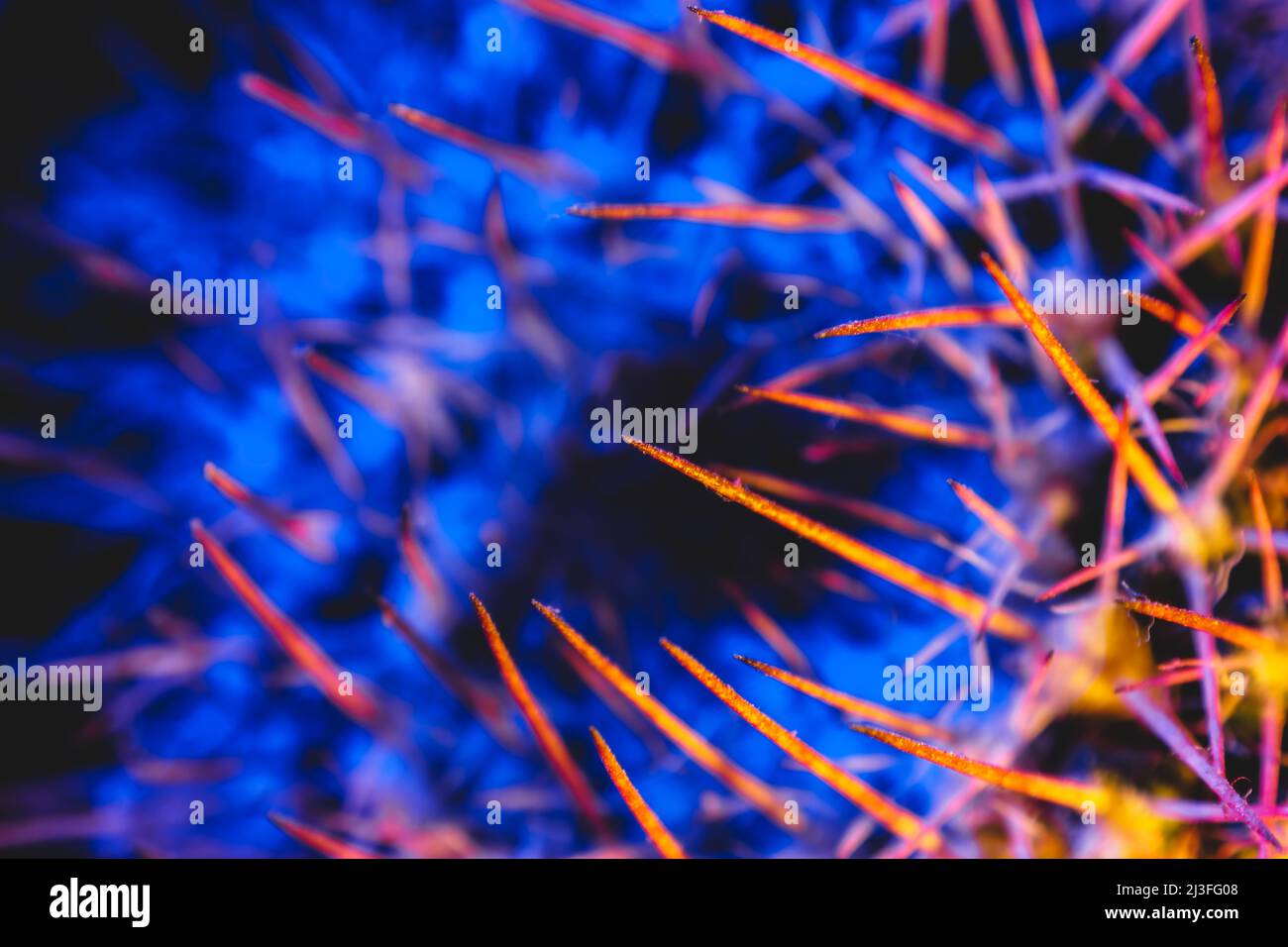 Macro catus needles in blue yellow light Stock Photo