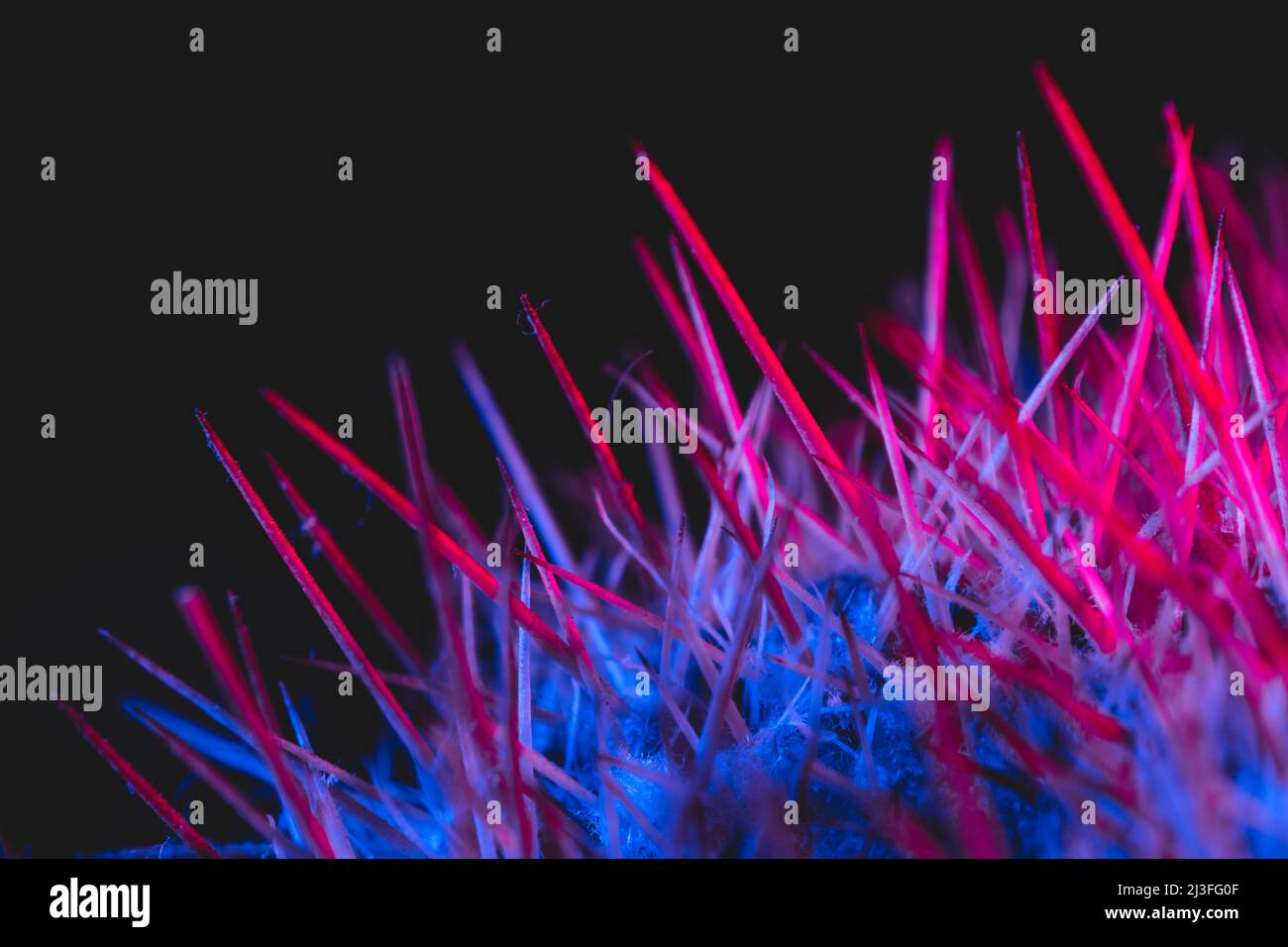 Macro catus needles in blue red light Stock Photo