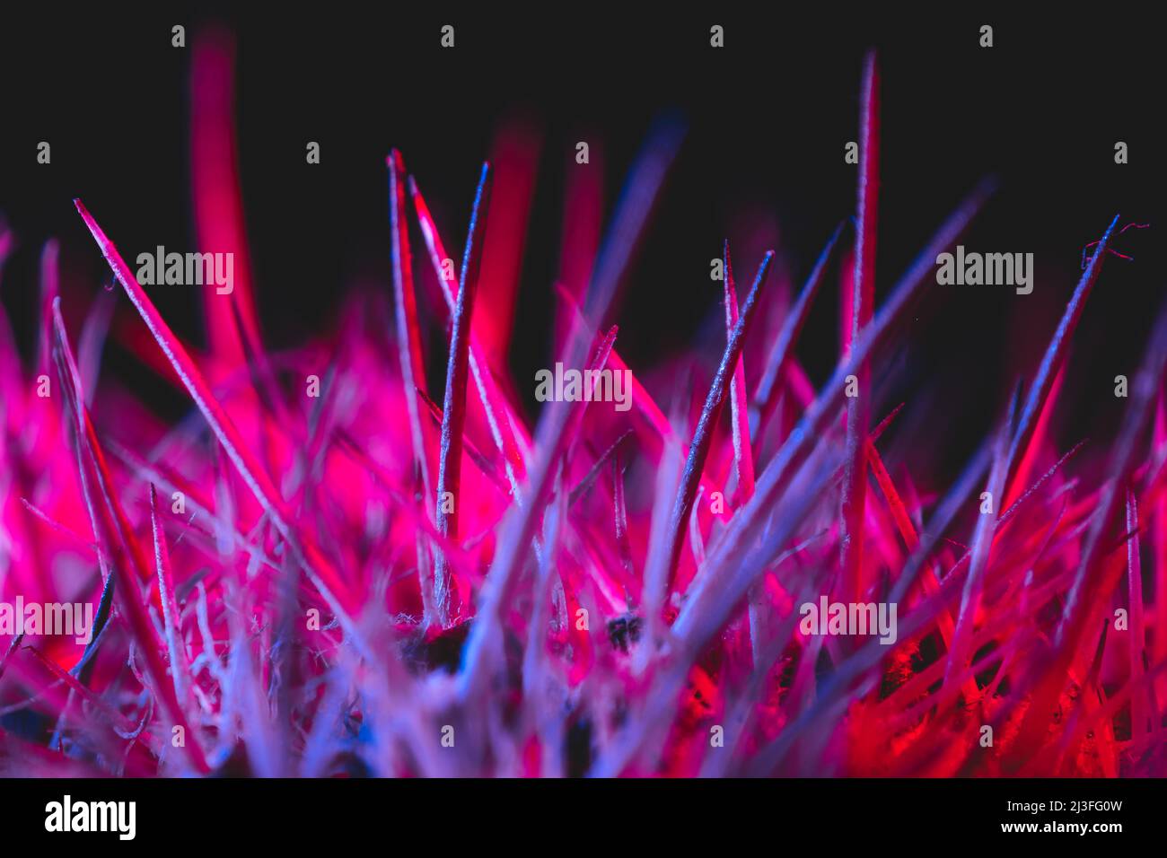 Macro catus needles in blue red light Stock Photo