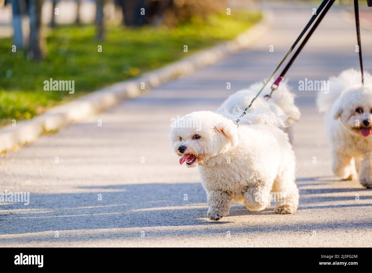 White Bichon Frise dogs walking next to its owner on sunny day Stock Photo  - Alamy