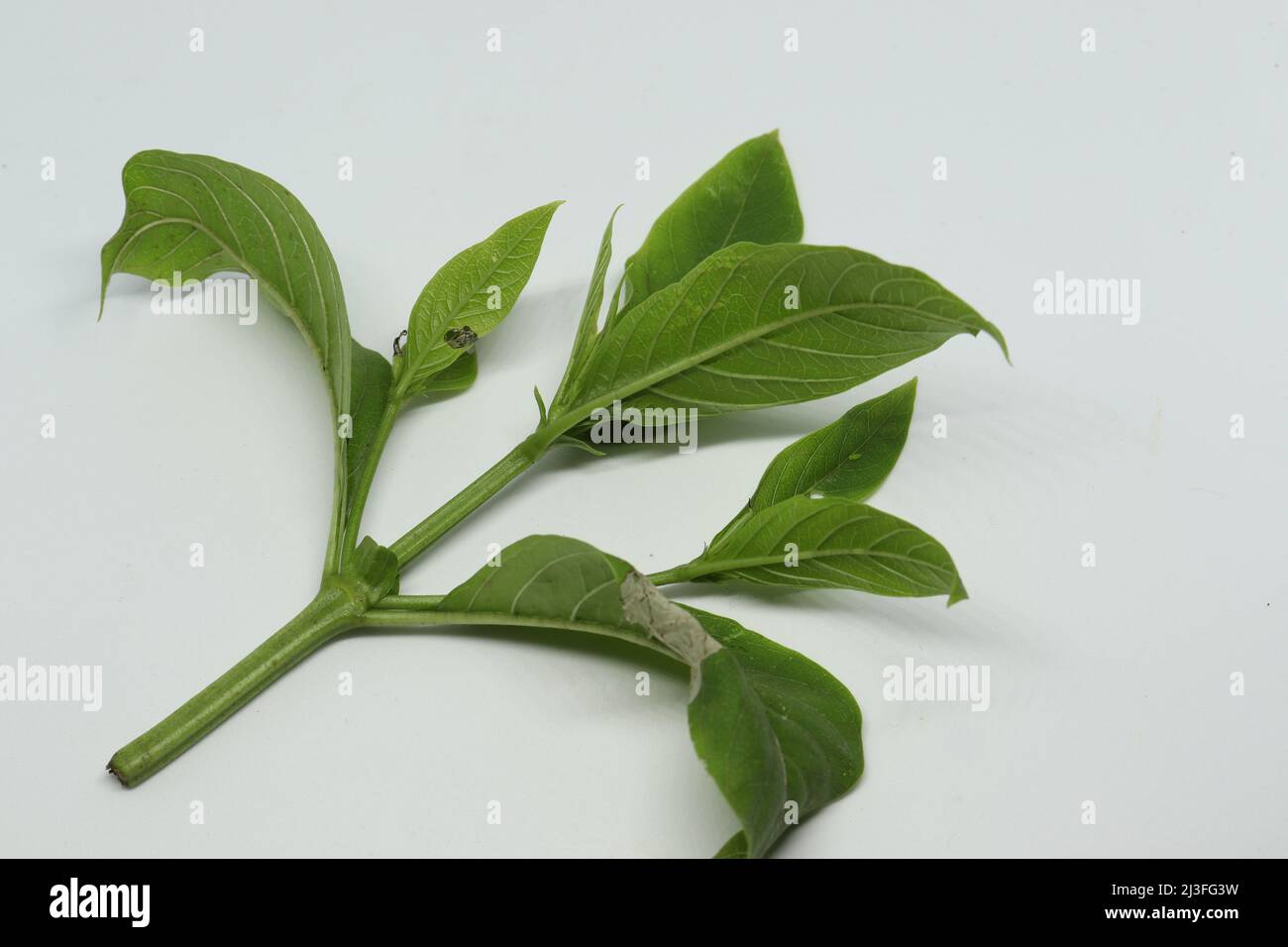 Wild jasmine tree fresh spruce leaf. with white background Stock Photo