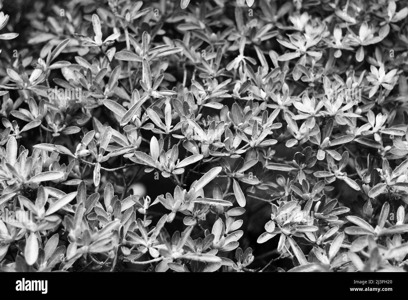 Full leafy Black and White Stock Photos & Images - Alamy