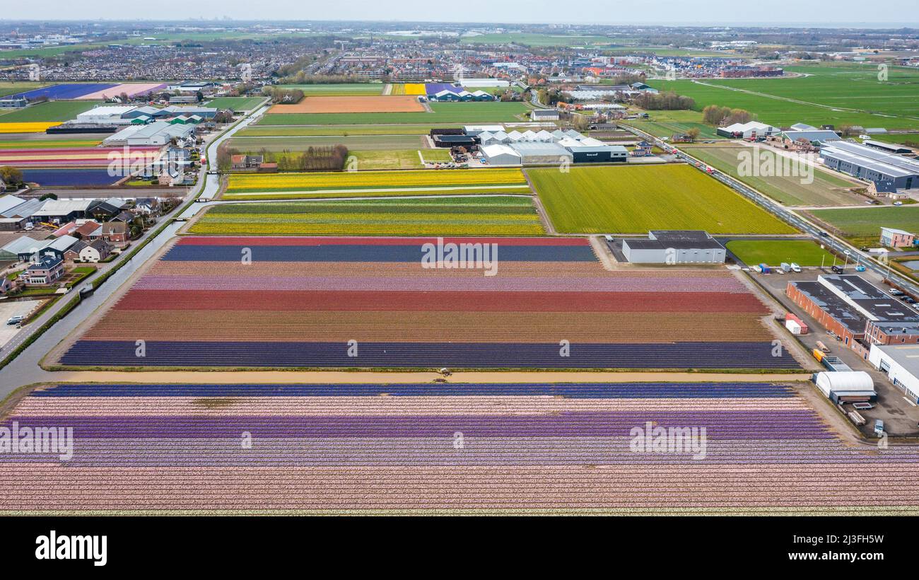 2022-04-08 10:55:36 LISSE - Drone photo of the Bollenstreek. The fields are in full bloom again with tulips and hyacinths. ANP JEFFREY GREENWEG netherlands out - belgium out Credit: ANP/Alamy Live News Stock Photo