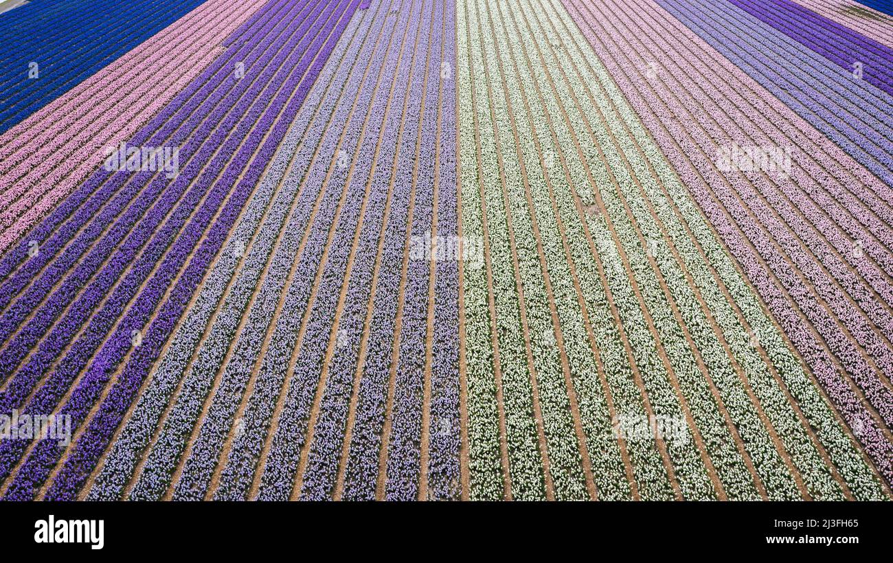 2022-04-08 10:56:30 LISSE - Drone photo of the Bollenstreek. The fields are in full bloom again with tulips and hyacinths. ANP JEFFREY GREENWEG netherlands out - belgium out Credit: ANP/Alamy Live News Stock Photo