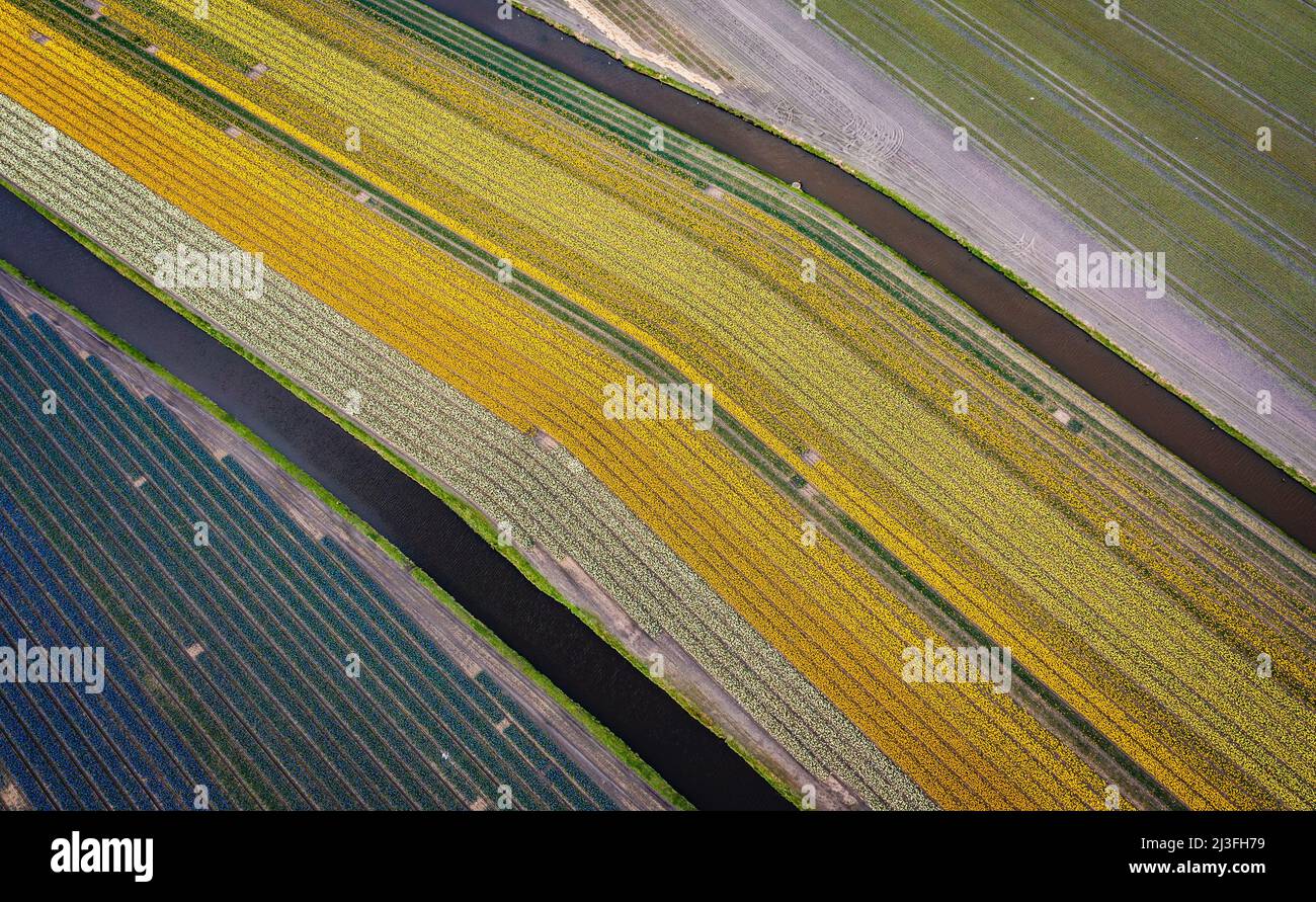 2022-04-08 10:16:17 LISSE - Drone photo of the Bollenstreek. The fields are in full bloom again with tulips and hyacinths. ANP JEFFREY GREENWEG netherlands out - belgium out Credit: ANP/Alamy Live News Stock Photo