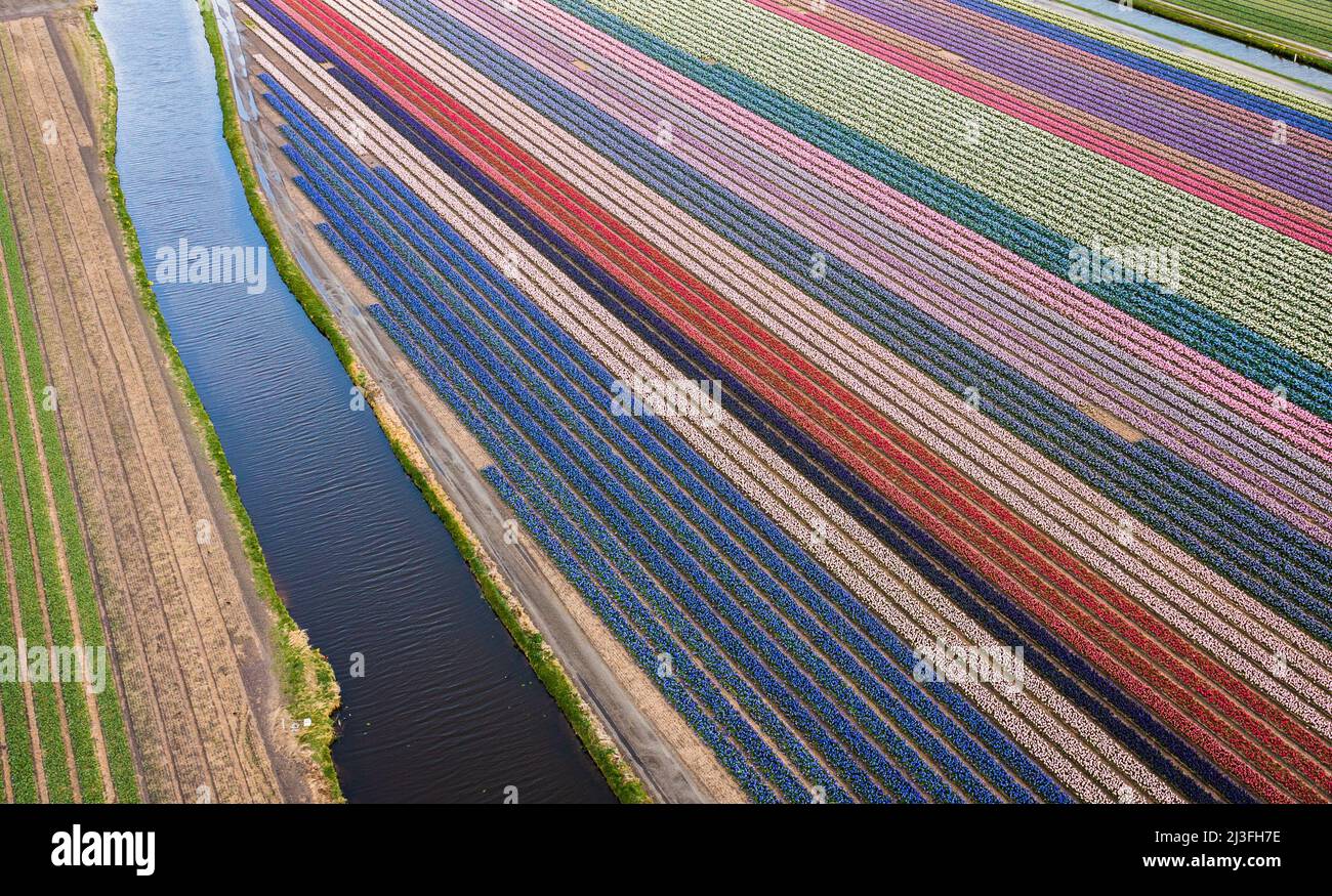 2022-04-08 10:11:49 LISSE - Drone photo of the Bollenstreek. The fields are in full bloom again with tulips and hyacinths. ANP JEFFREY GREENWEG netherlands out - belgium out Credit: ANP/Alamy Live News Stock Photo