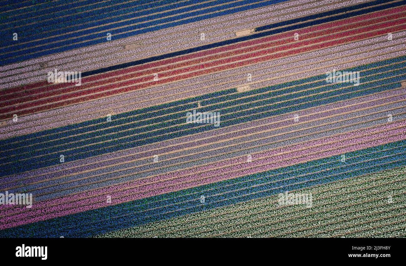 2022-04-08 10:18:25 LISSE - Drone photo of the Bollenstreek. The fields are in full bloom again with tulips and hyacinths. ANP JEFFREY GREENWEG netherlands out - belgium out Credit: ANP/Alamy Live News Stock Photo