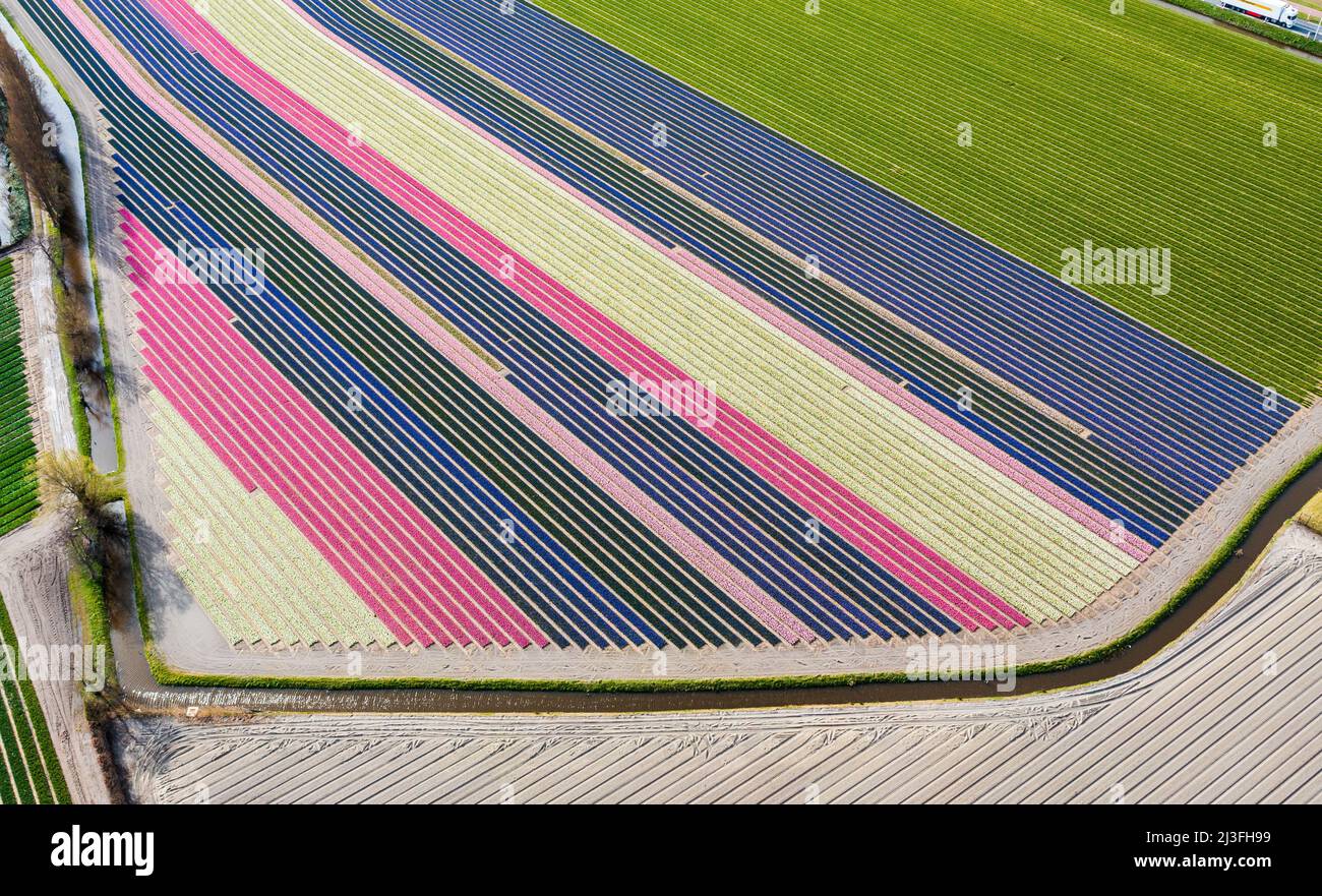 2022-04-08 10:32:46 LISSE - Drone photo of the Bollenstreek. The fields are in full bloom again with tulips and hyacinths. ANP JEFFREY GREENWEG netherlands out - belgium out Credit: ANP/Alamy Live News Stock Photo