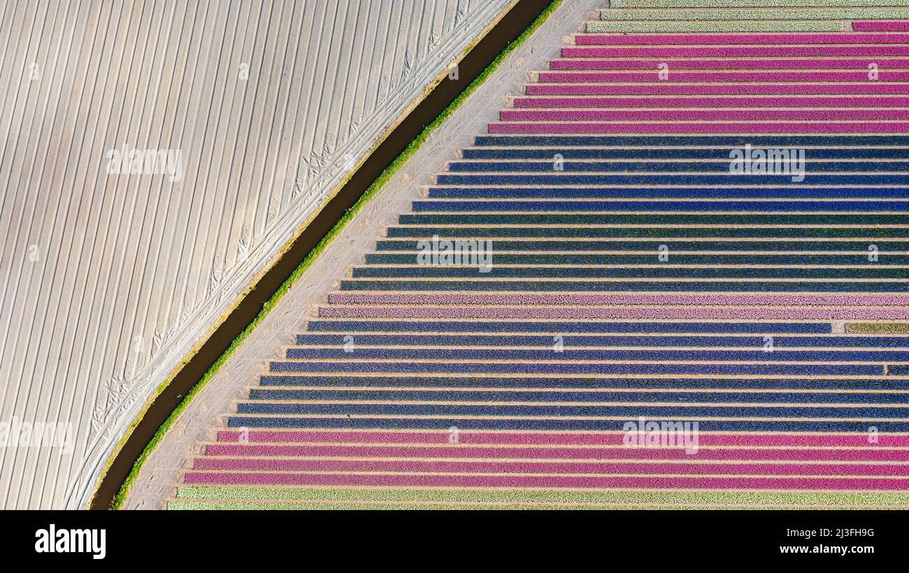2022-04-08 10:34:02 LISSE - Drone photo of the Bollenstreek. The fields are in full bloom again with tulips and hyacinths. ANP JEFFREY GREENWEG netherlands out - belgium out Credit: ANP/Alamy Live News Stock Photo