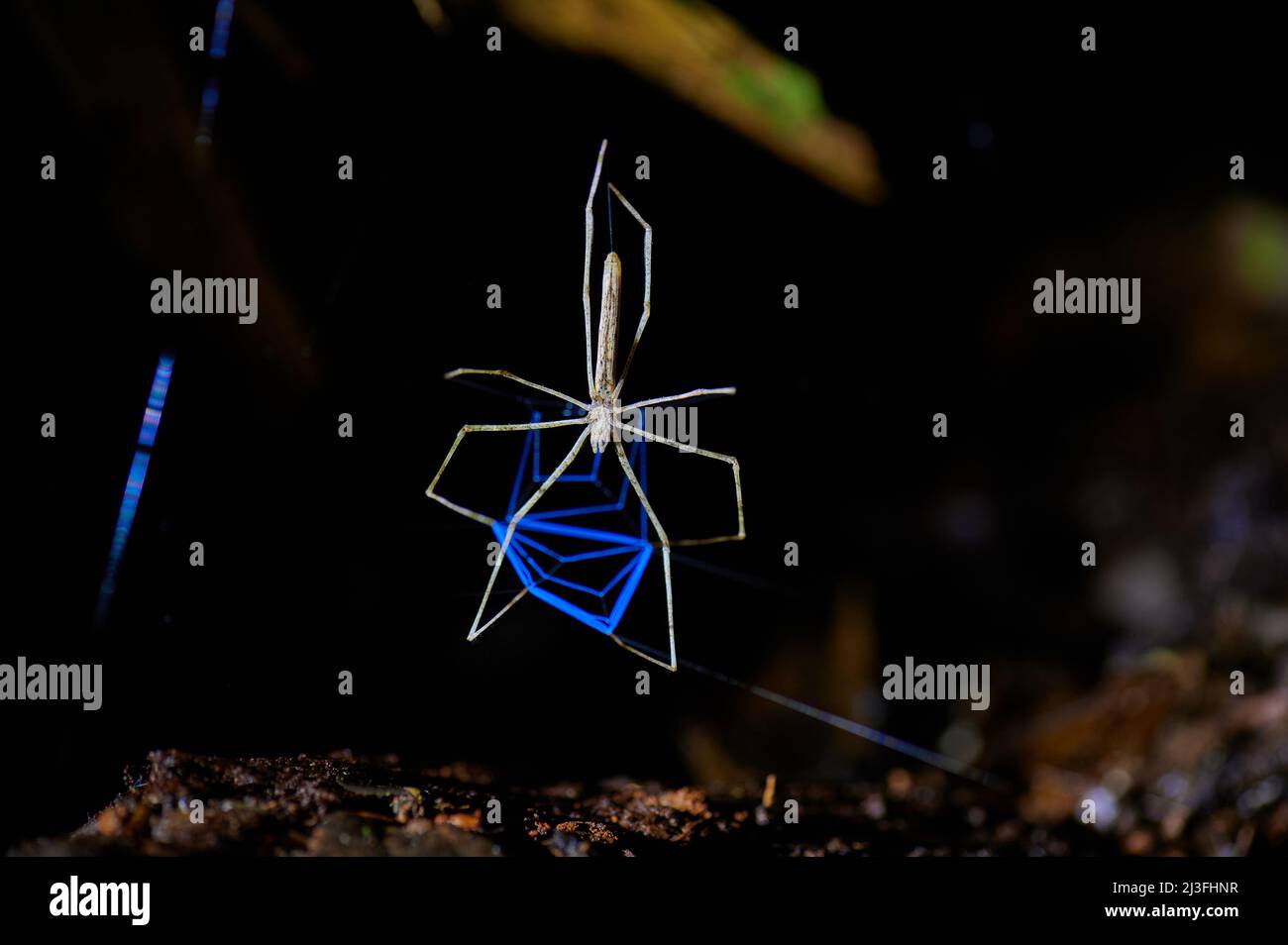 Net-casting spider Deinopis longipes, La araña cara de ogro, building blue spider web, Maquenque Eco Lodge, Costa Rica, Central America Stock Photo