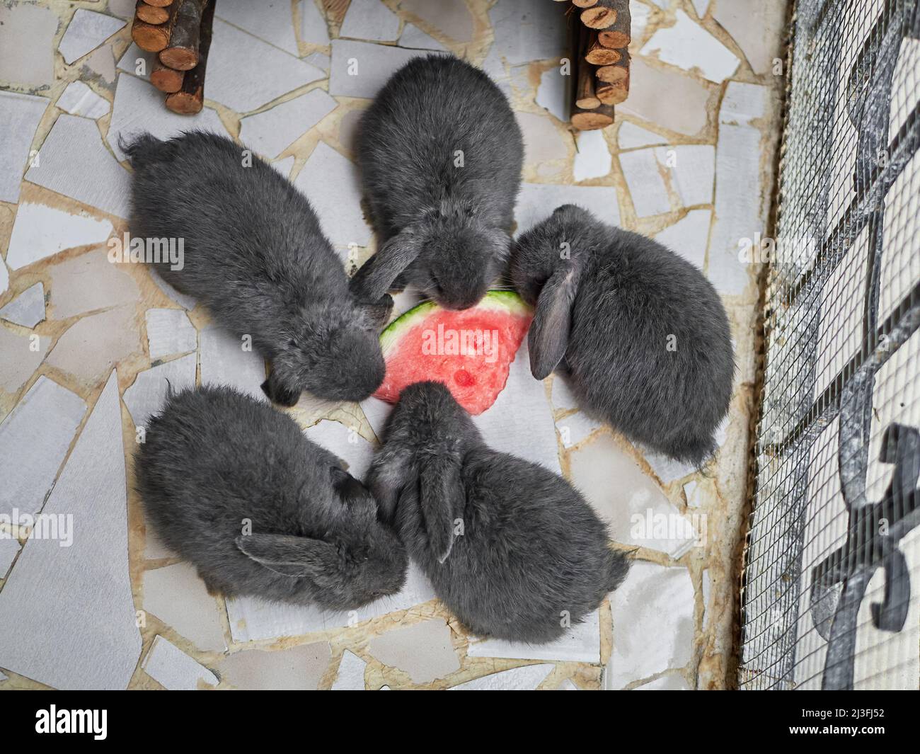 Three adorable rabbits hi-res stock photography and images - Alamy