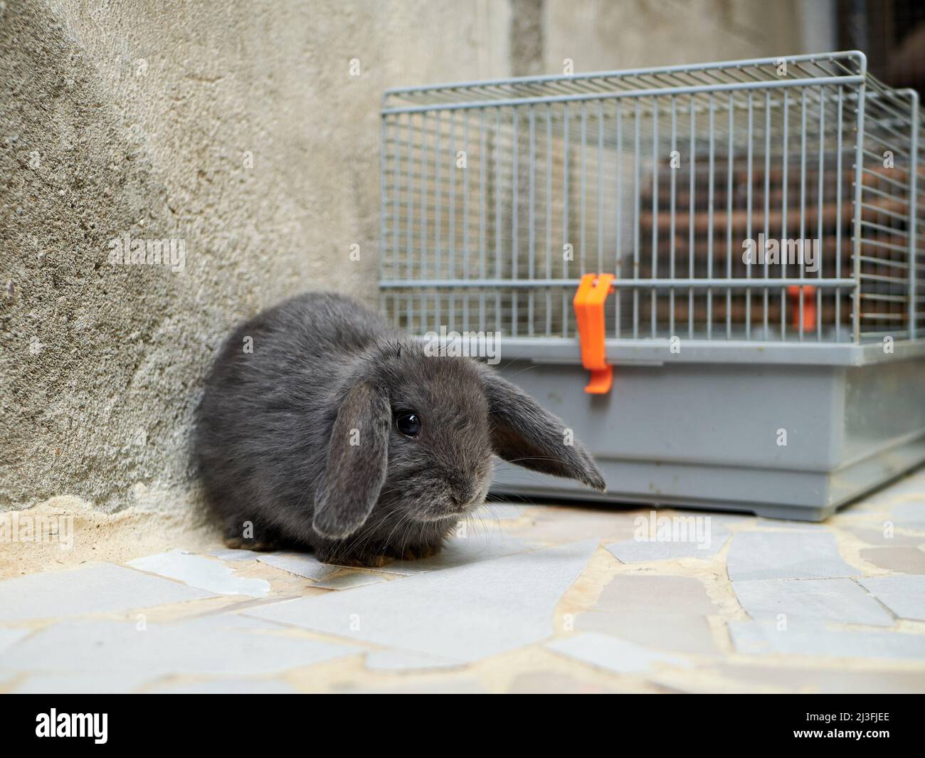 Small sad grey rabbit sitting next to the cage. Easter or domestic ...
