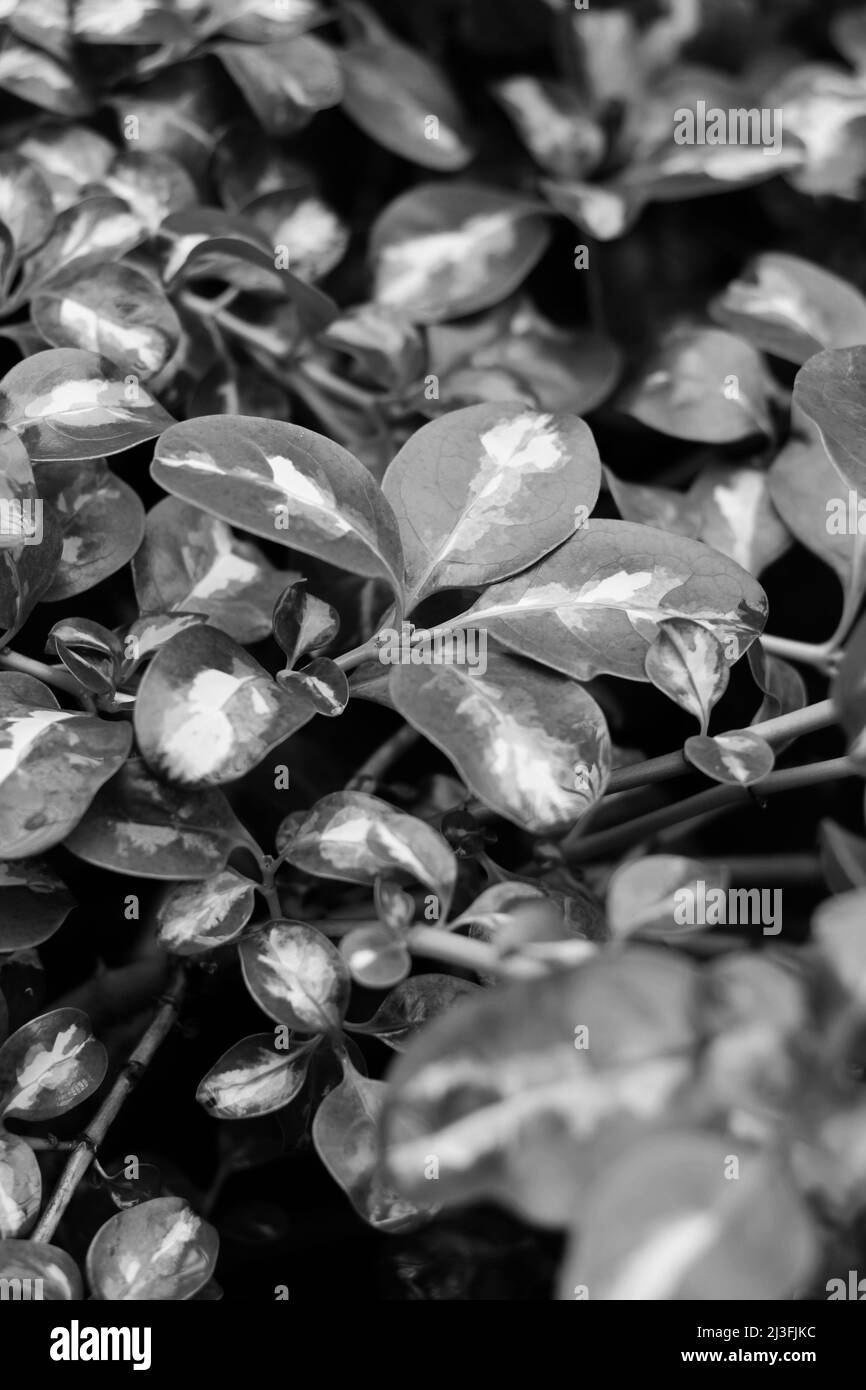 Lush leafy plants growing in the beautiful meadow in black and white ...