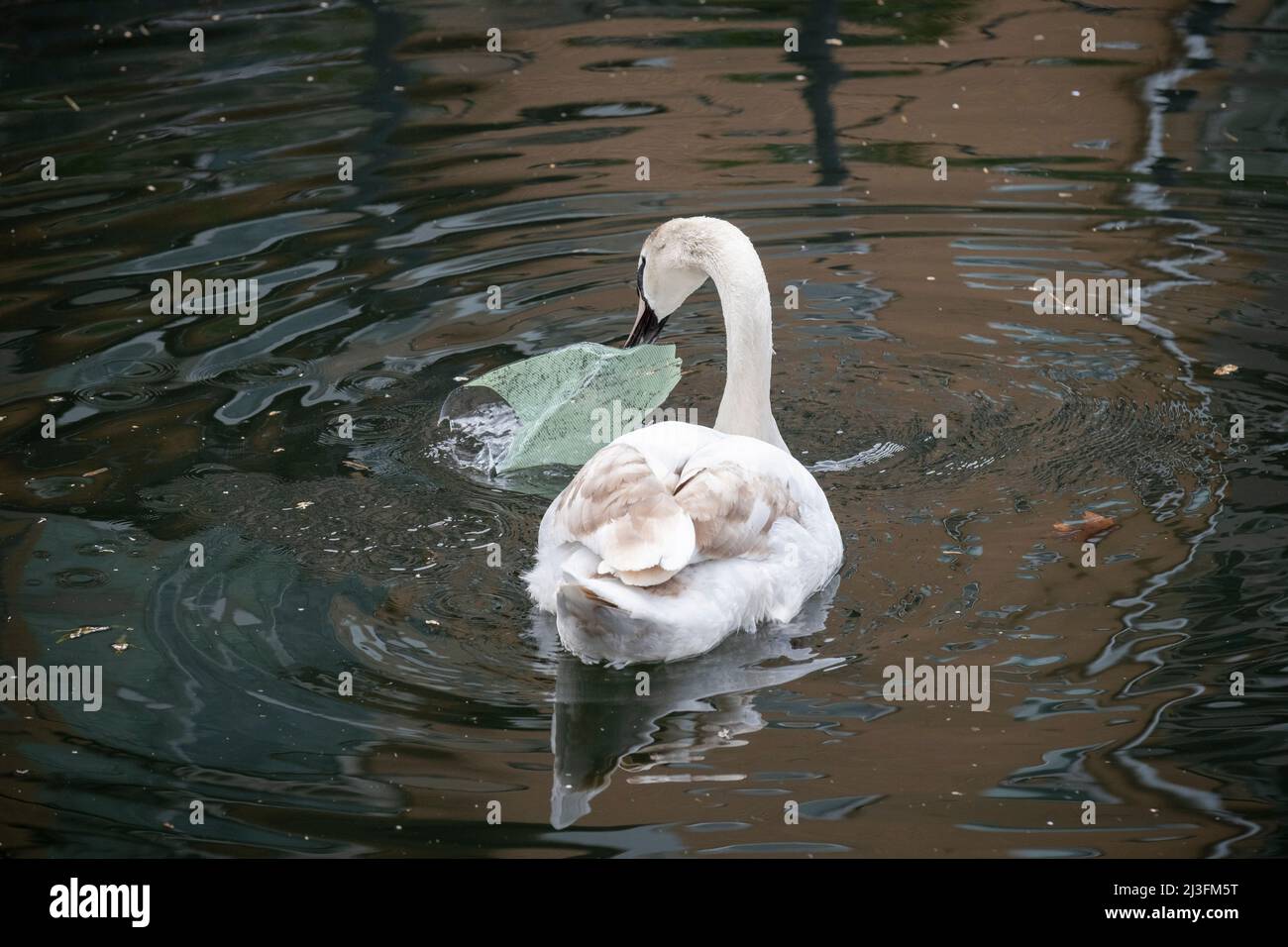 A mute swan plays with a discarded plastic bag floating on the water in London Docklands, on 30th March 2022, in London, England. Every year, plastic kills 1 million sea birds and 100,000 sea mammals, turtles and fish. Stock Photo