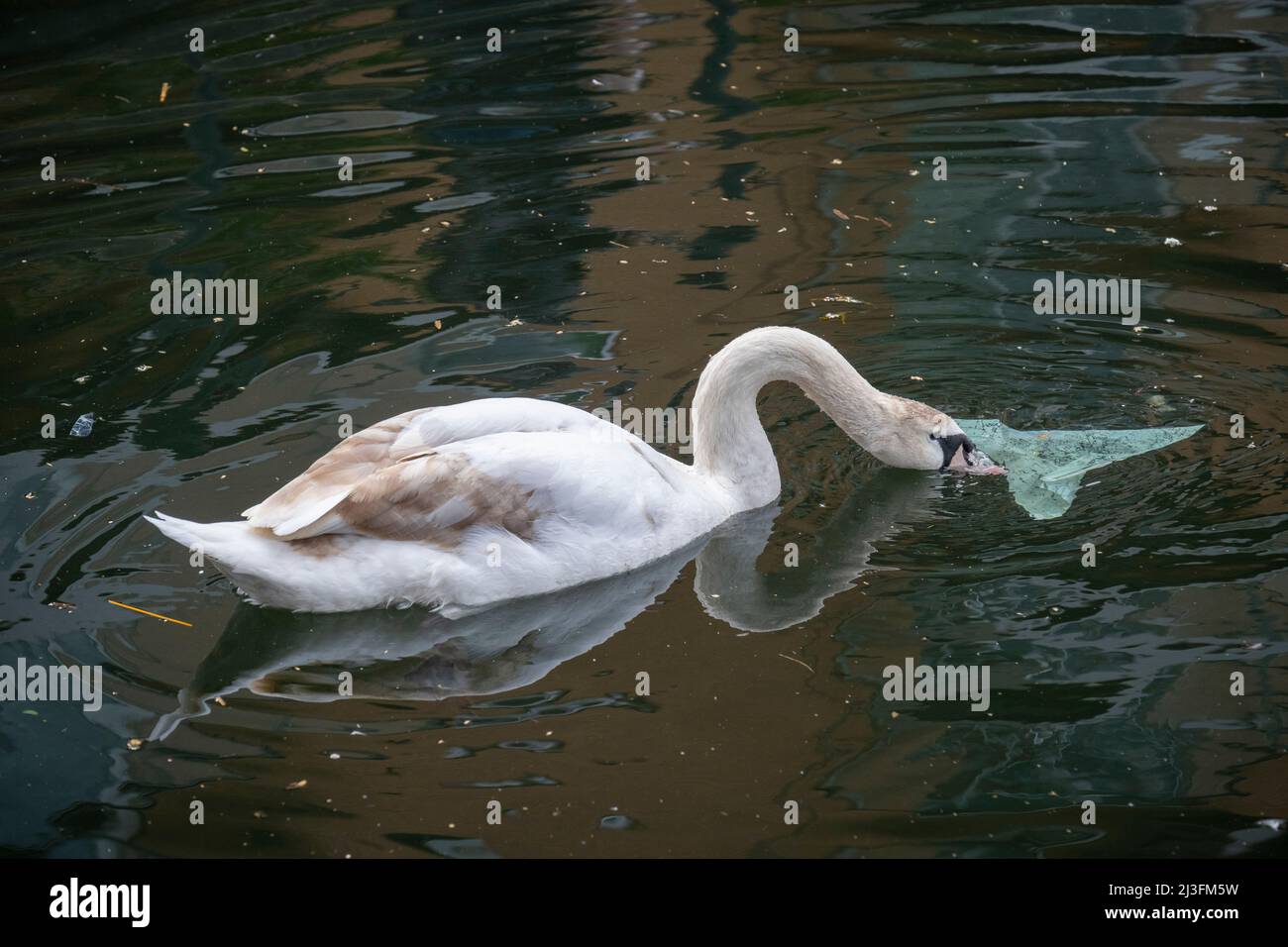 A mute swan plays with a discarded plastic bag floating on the water in London Docklands, on 30th March 2022, in London, England. Every year, plastic kills 1 million sea birds and 100,000 sea mammals, turtles and fish. Stock Photo