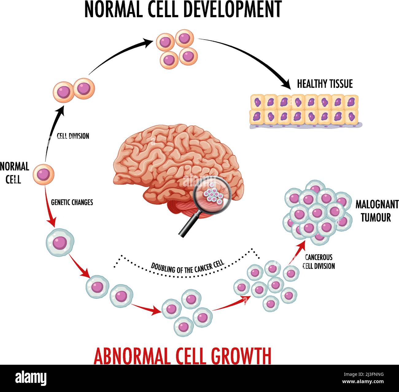 Diagram showing normal cell development illustration Stock Vector Image ...