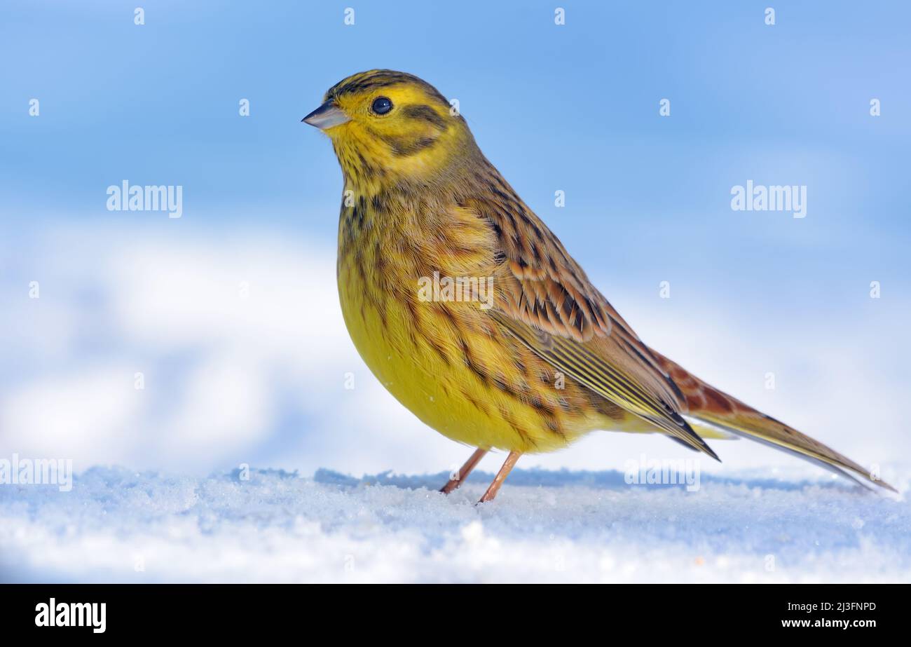 Elegant male Yellowhammer (Emberiza citrinella) stands posing on the snow cover in light winter day Stock Photo