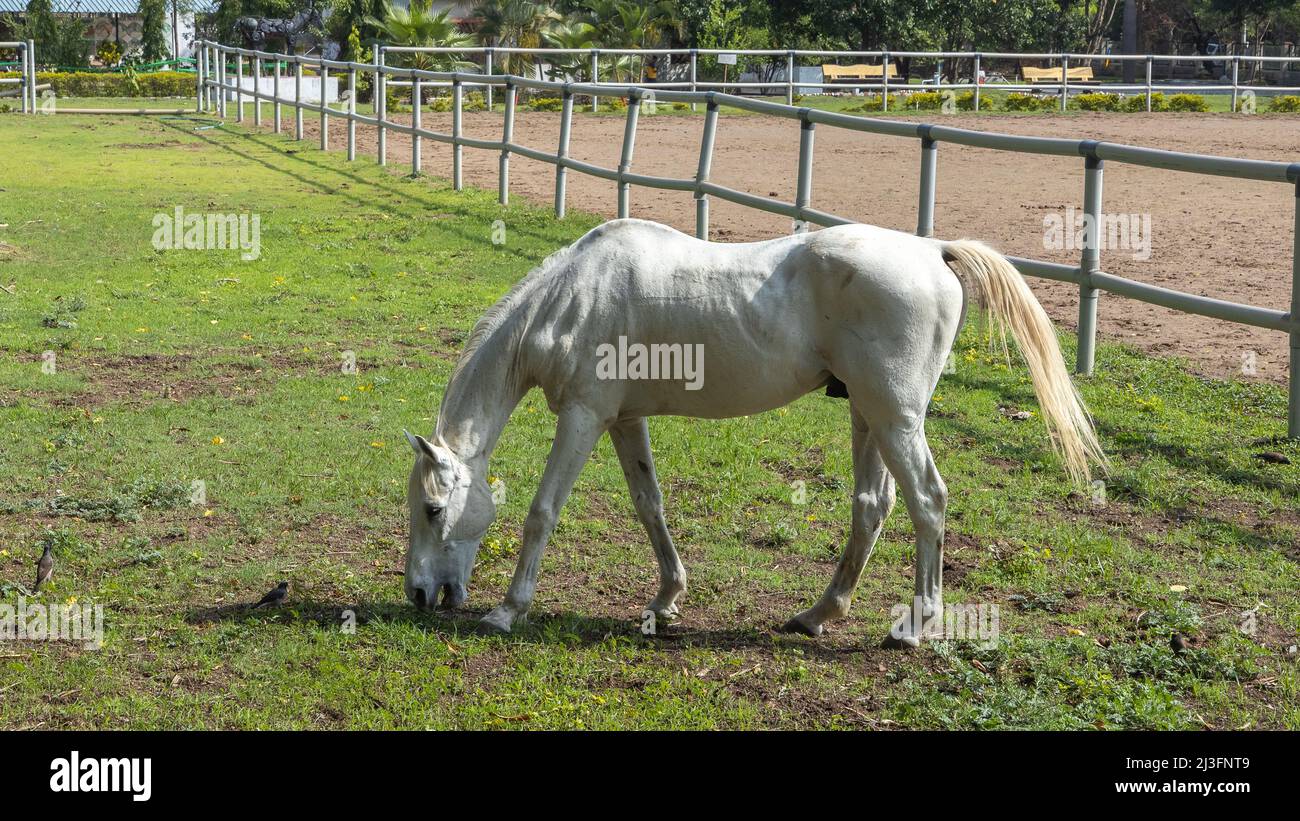 A beautiful white horse grazing in the open pastures of a ranch Stock Photo