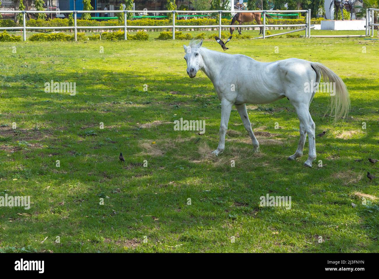 A beautiful white horse grazing in the open pastures of a ranch Stock Photo