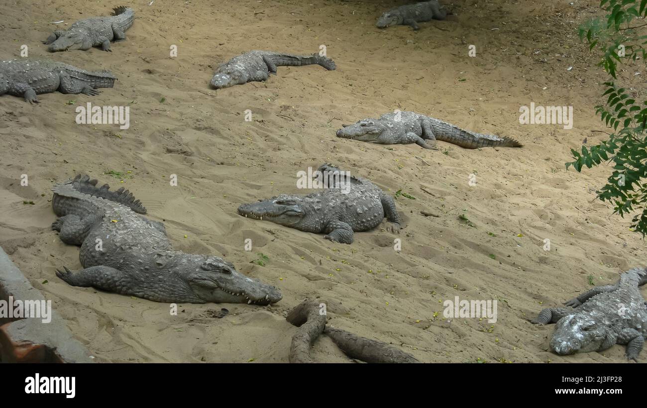 Many crocodiles relaxing on sand and water inside an enclosure Stock Photo