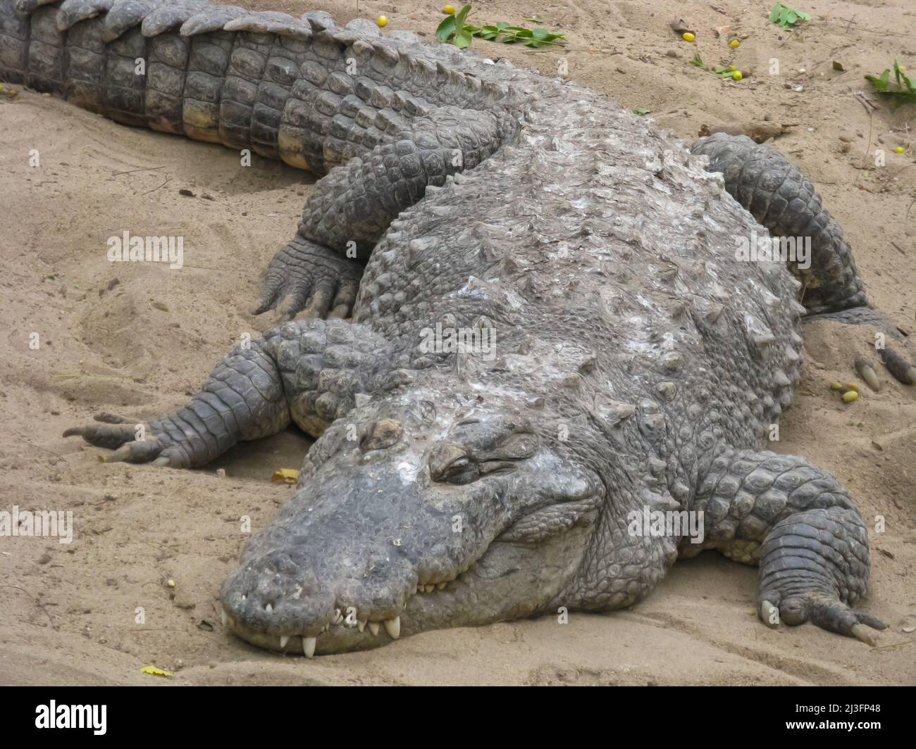 Selective focus close up portrait of a crocodile resting on sand with its his tooth and claws visible Stock Photo