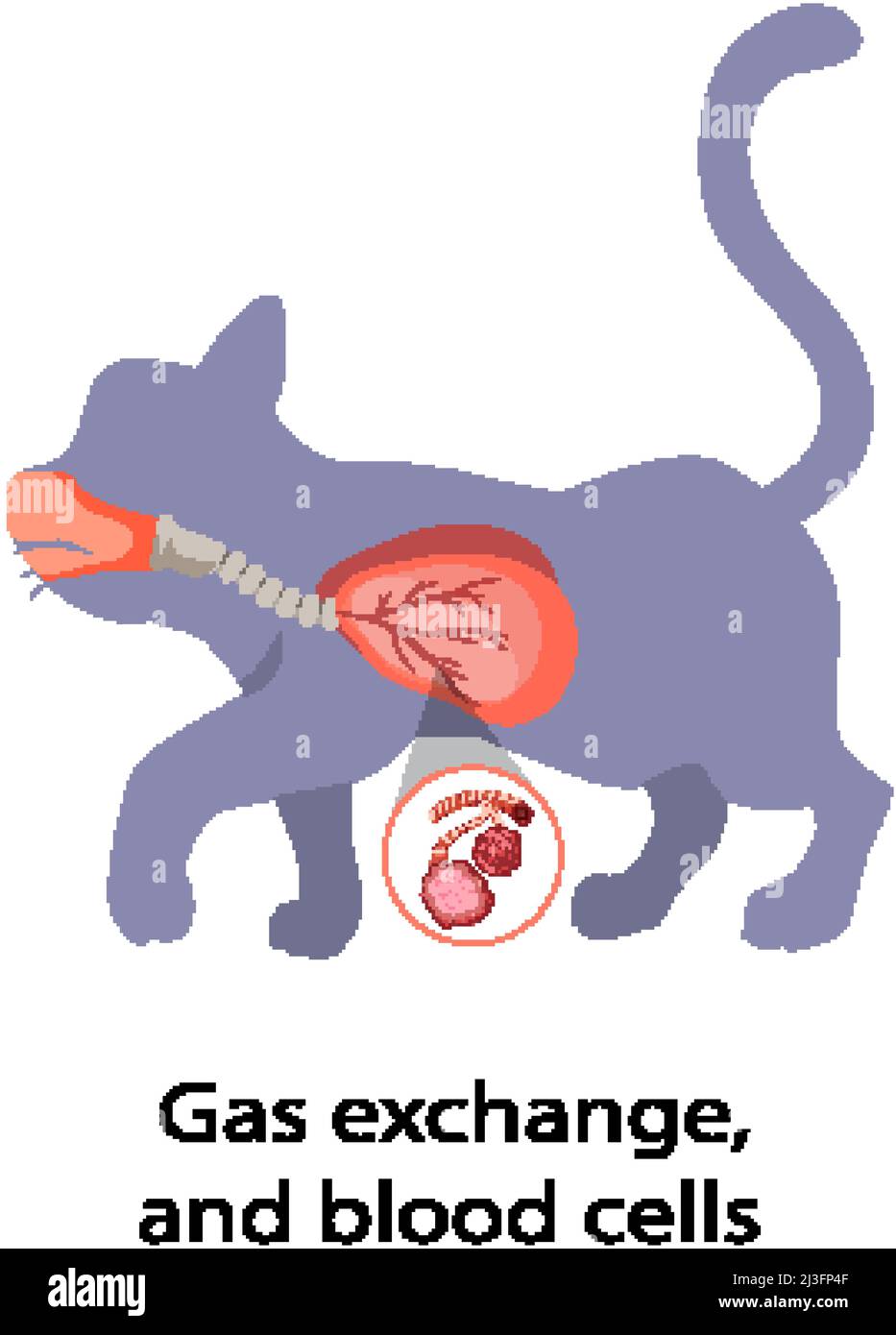 Diagram showing gas exchange and blood cells illustration Stock Vector