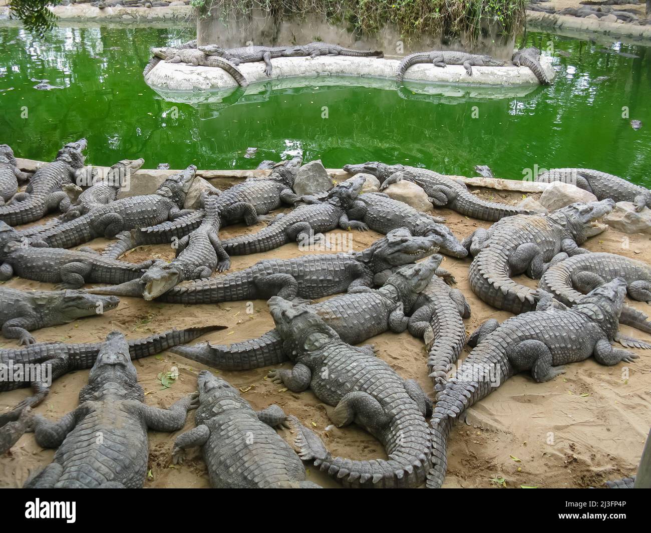 Many crocodiles relaxing on sand and water inside an enclosure Stock Photo