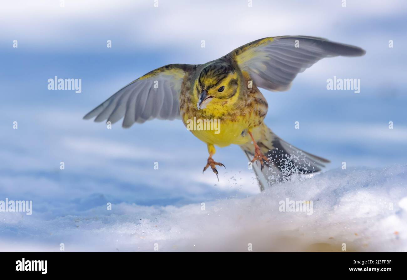 Male Yellowhammer (emberiza citrinella) flying down to snow with spreaded wings and legs Stock Photo