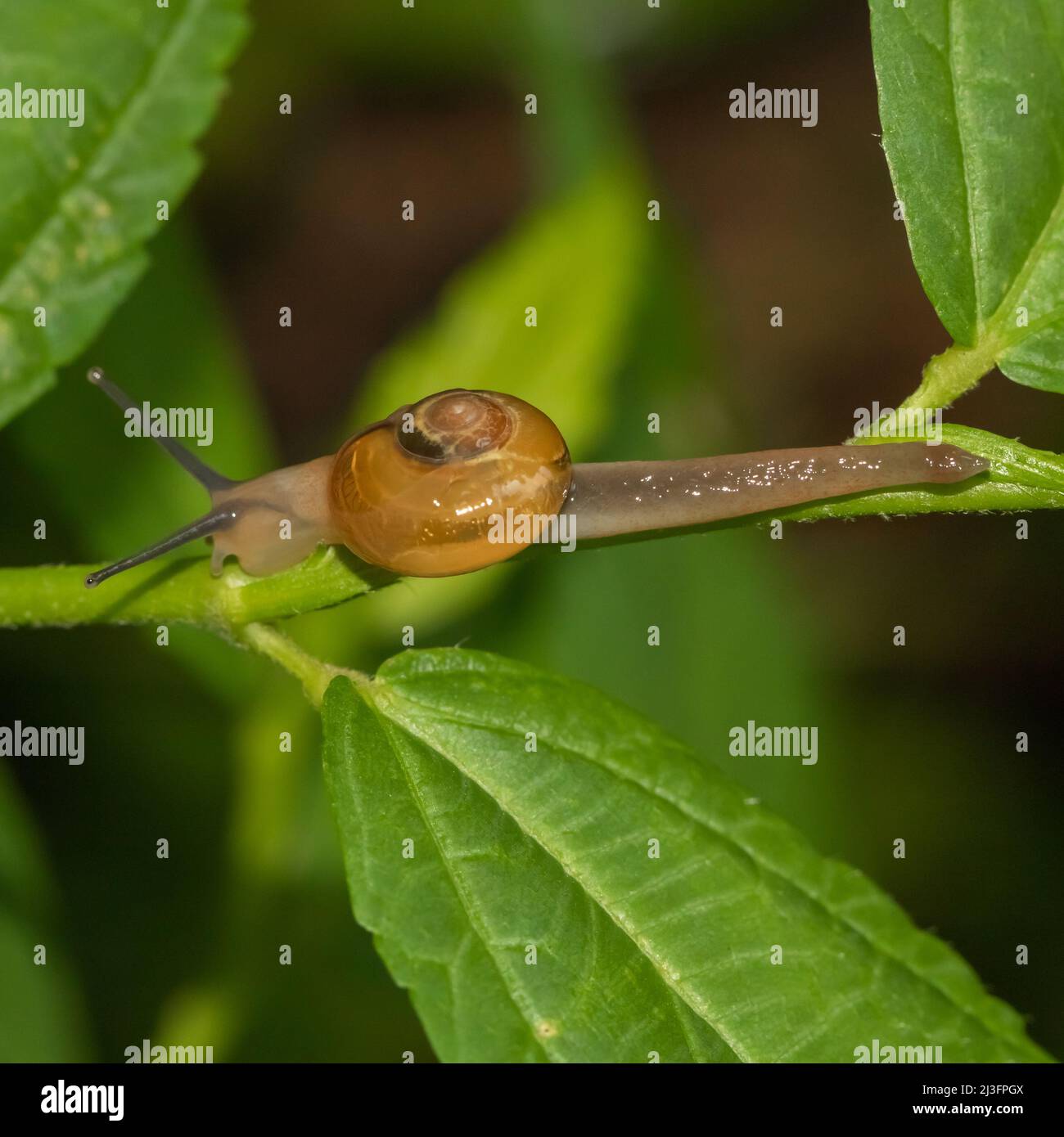 Close up macro image of a snail moving on a green leaf Stock Photo