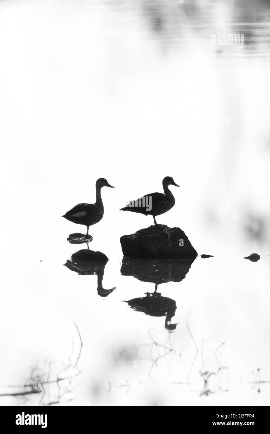 Silhouette of two geese standing with their reflection on water in a high key image Stock Photo